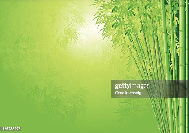 ilustrações, clipart, desenhos animados e ícones de fundo de bambu - bambu