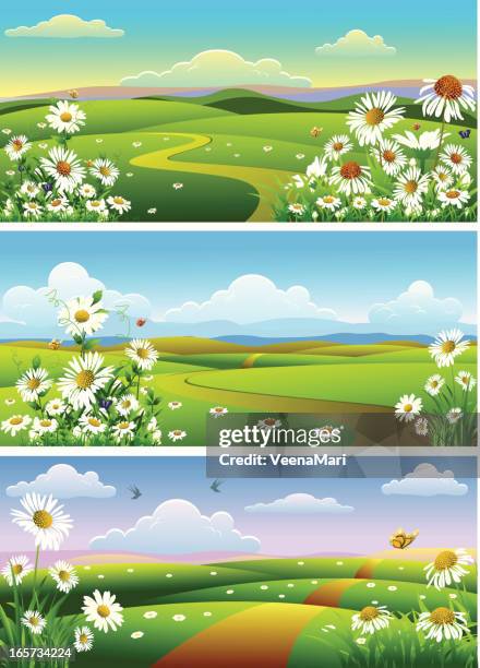 camomile landscape.. - chamomile white background stock illustrations