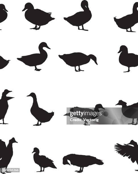 geese silhouette - anser cygnoides stock illustrations