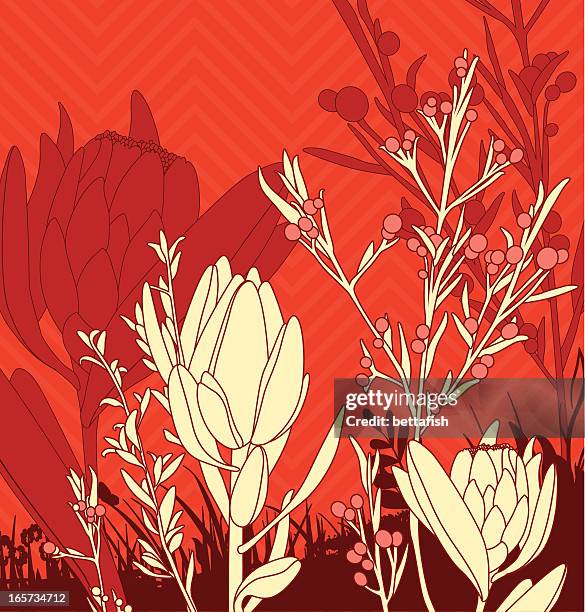 floral composition - waratah vector stock illustrations