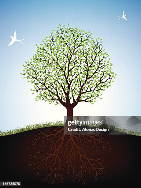 tree and roots - root stock illustrations