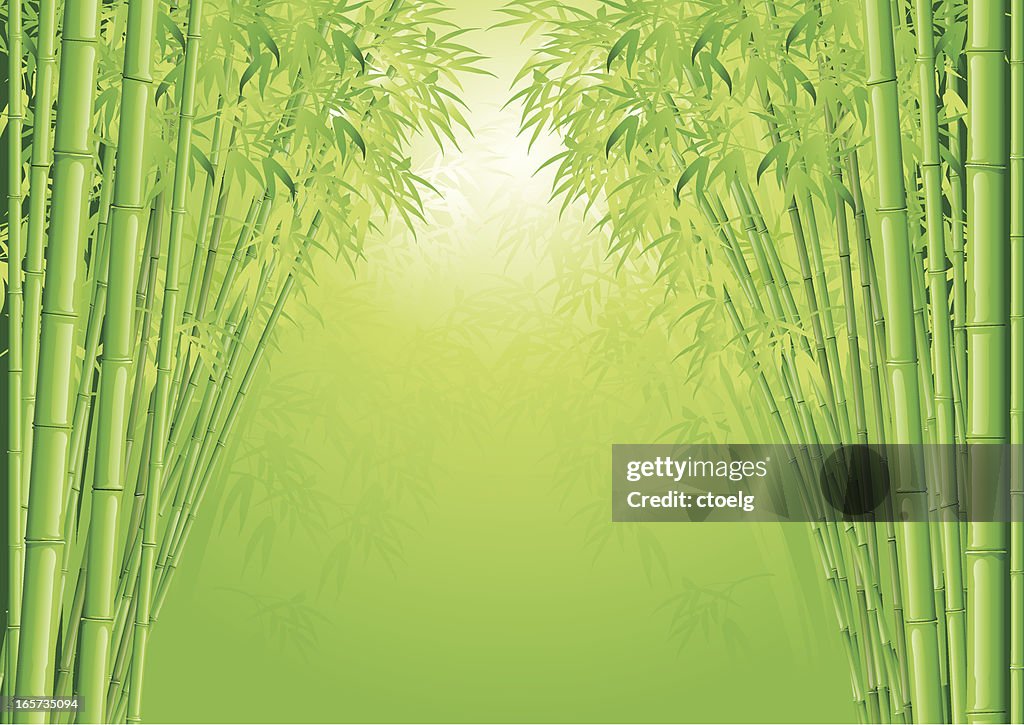 Bamboo