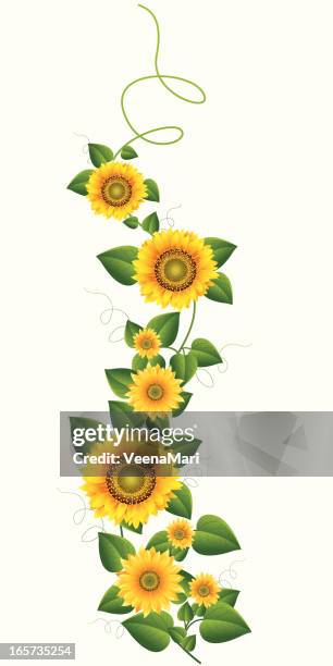 stockillustraties, clipart, cartoons en iconen met sunflower vine.. - zonnebloemen