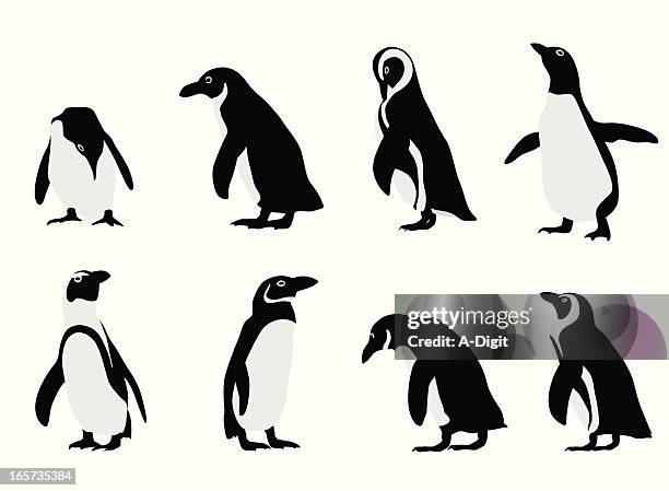 stockillustraties, clipart, cartoons en iconen met penguins vector silhouette - pinguïn