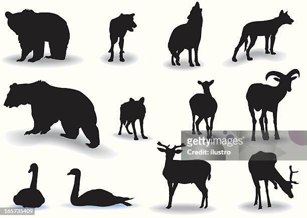 ilustraciones, imágenes clip art, dibujos animados e iconos de stock de vida silvestre - cabra montés americana