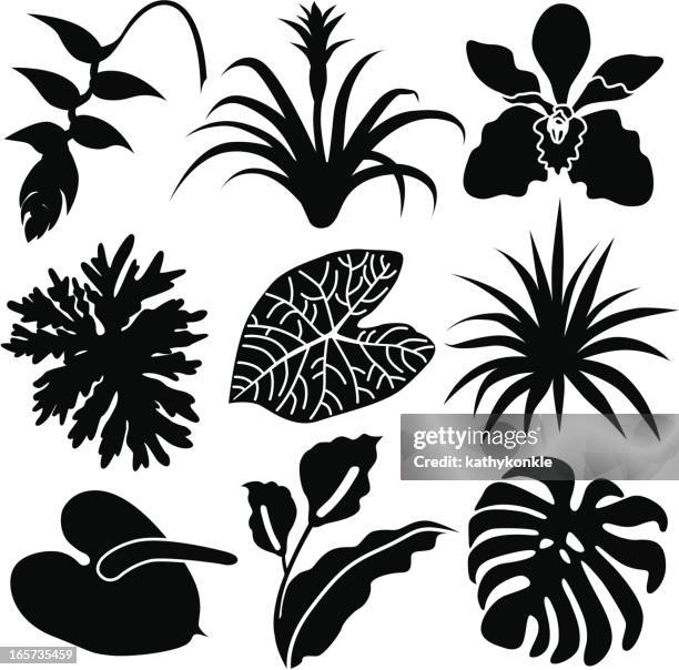 bildbanksillustrationer, clip art samt tecknat material och ikoner med tropical leaves and flowers - amazonasregionen