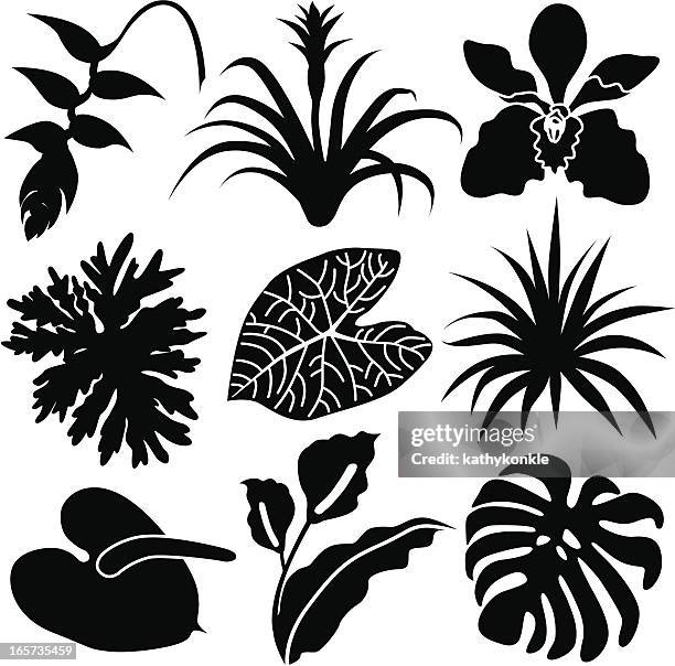 tropical leaves and flowers - rainforest icon stock illustrations