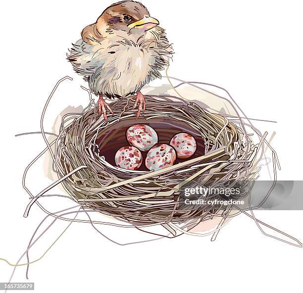 sparrow and eggs - quail egg stock illustrations
