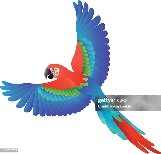 ilustraciones, imágenes clip art, dibujos animados e iconos de stock de flying guacamayo escarlata - parrot