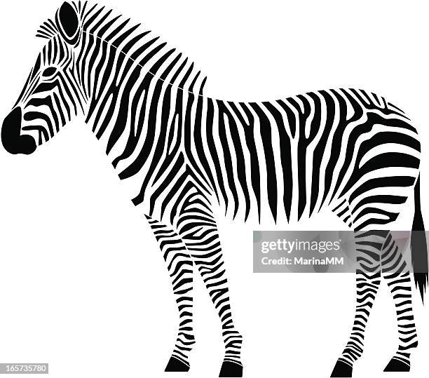 stockillustraties, clipart, cartoons en iconen met zebra - zebra