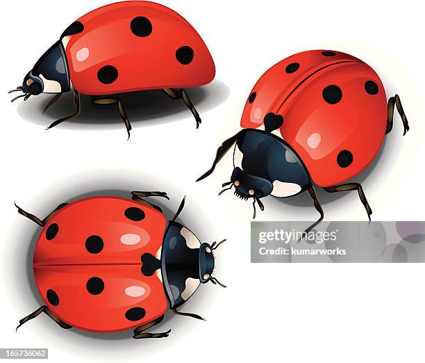 lady bird - ladybug stock-grafiken, -clipart, -cartoons und -symbole