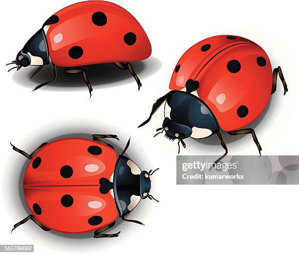 lady bird - krabbeln stock-grafiken, -clipart, -cartoons und -symbole