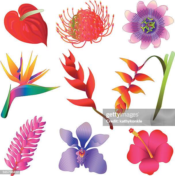 tropical flowers - anthurium stock illustrations