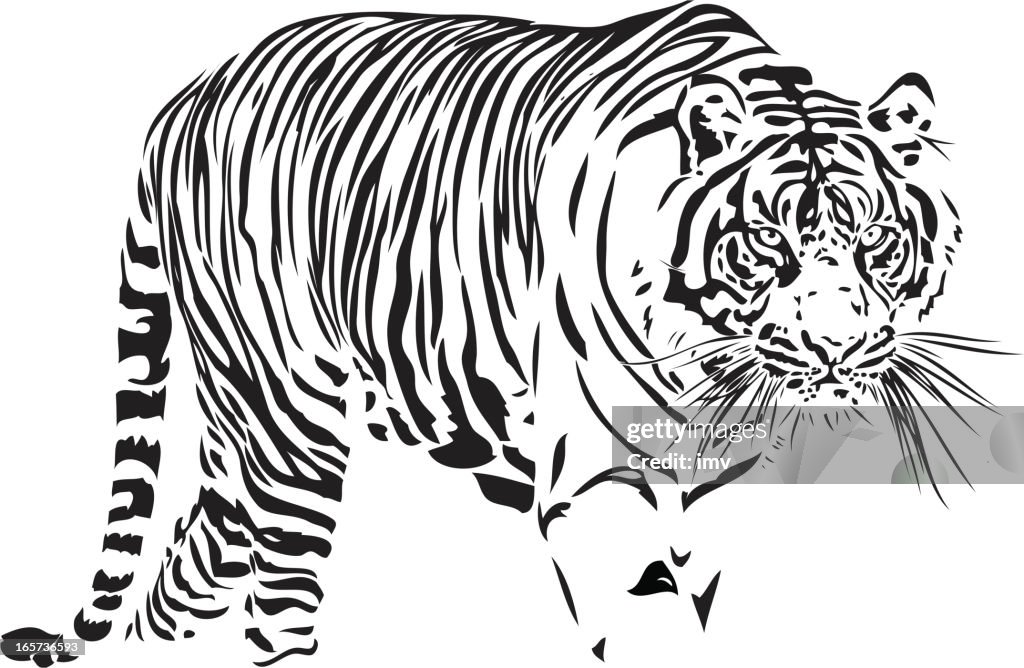 Bengal Tiger illustration