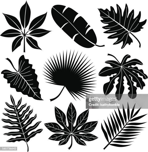 illustrations, cliparts, dessins animés et icônes de feuilles tropicales - pochoir