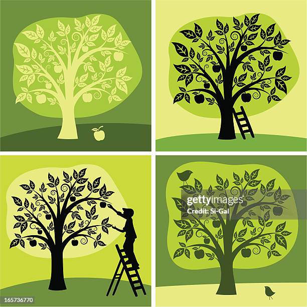 bildbanksillustrationer, clip art samt tecknat material och ikoner med set of 4 green & black illustration of an apple tree - apple tree