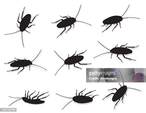 ilustrações, clipart, desenhos animados e ícones de roaches - cockroach