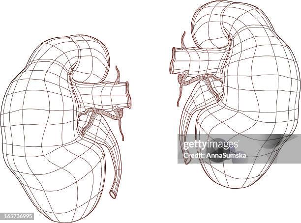 human kidney drawing - human kidney illustrations stock illustrations