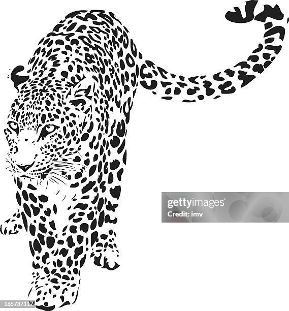 223点の黒ヒョウイラスト素材 Getty Images 223点の黒ヒョウイラスト素材 Getty Images