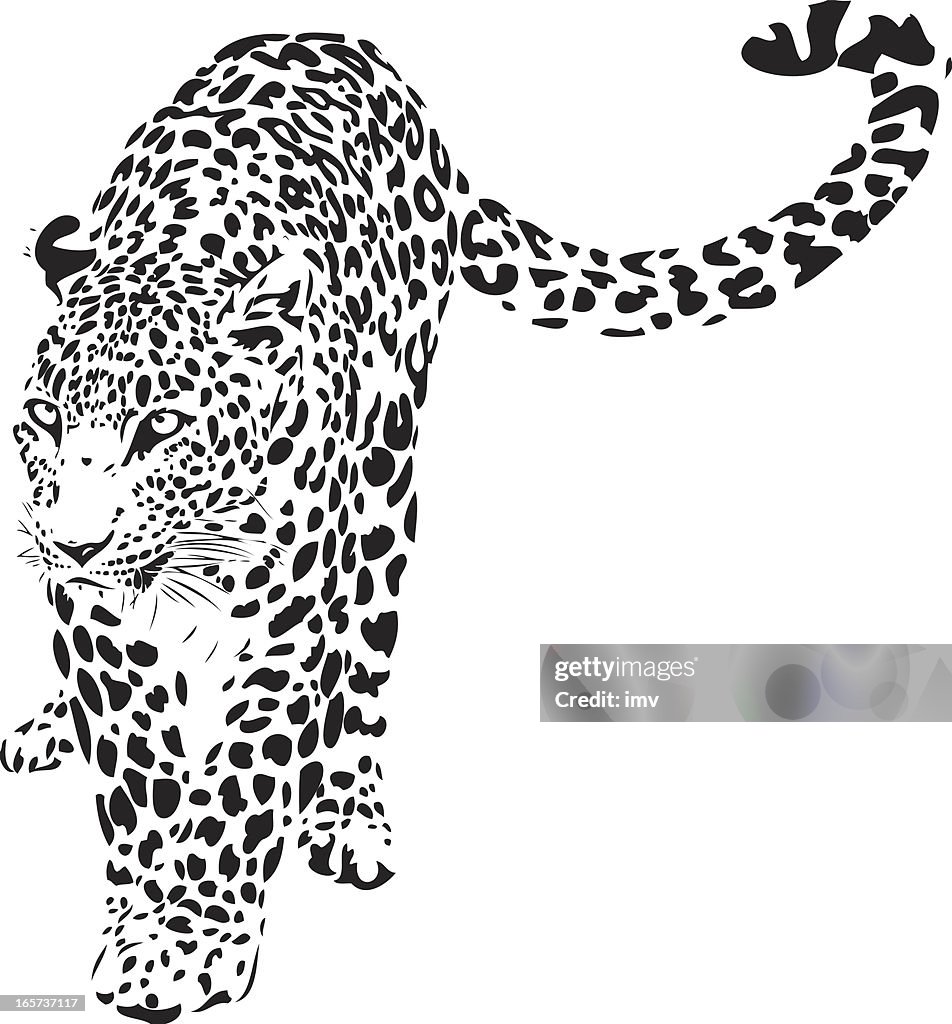 Leopard illustration (Panthera pardus)