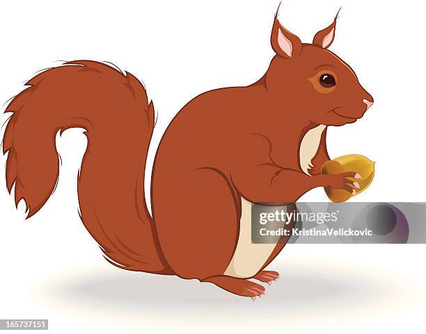 bildbanksillustrationer, clip art samt tecknat material och ikoner med squirrel - animated squirrels