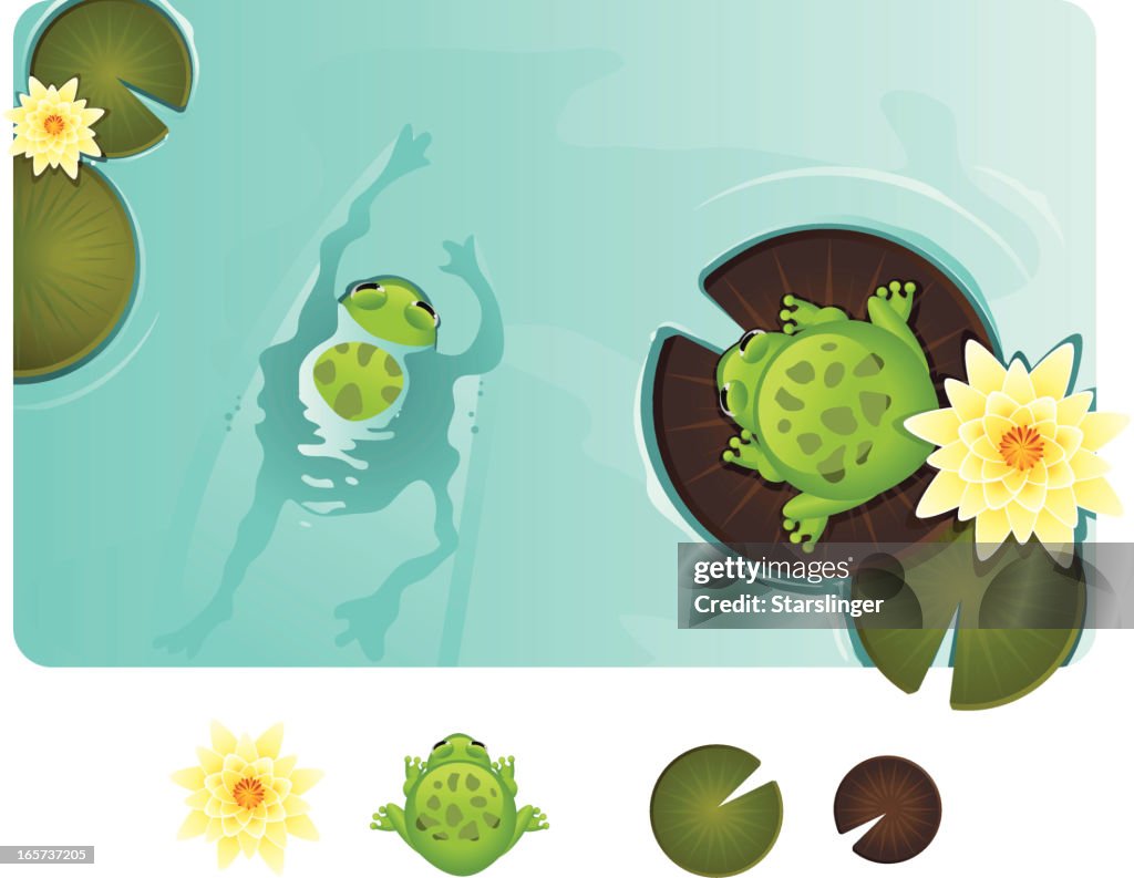 Frogs in a Pond