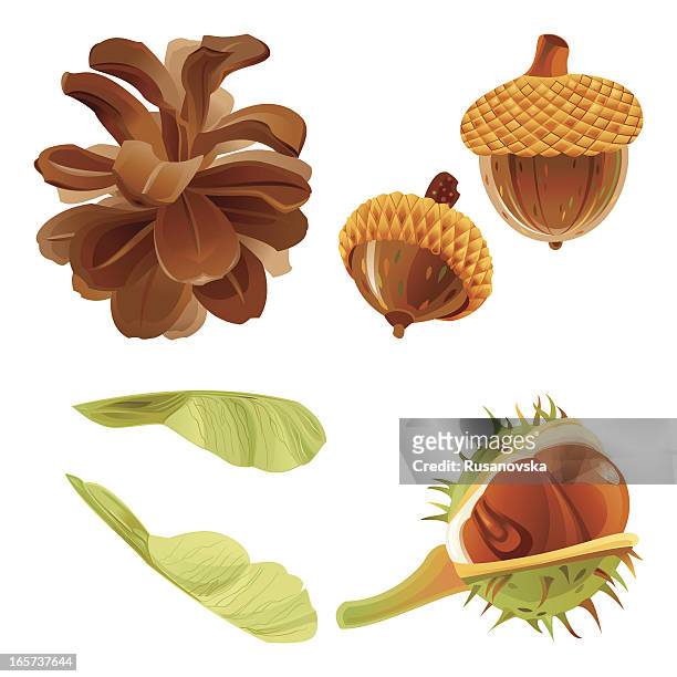 autumn forest nuts and seeds - chestnut tree stock illustrations