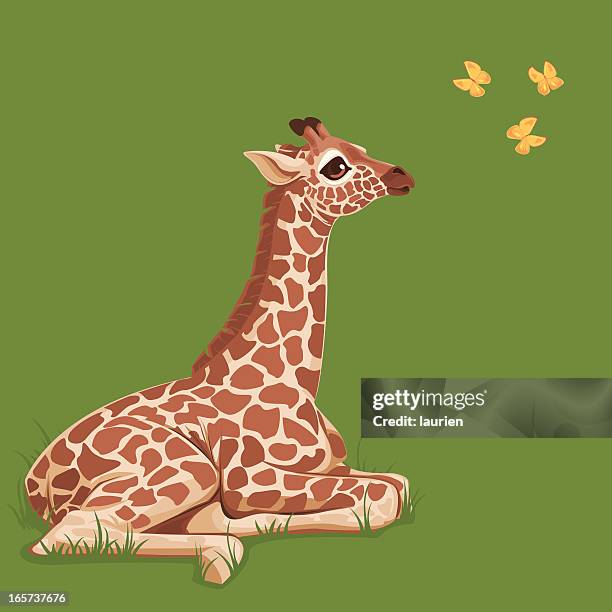 ilustrações, clipart, desenhos animados e ícones de bebê girafa - baby giraffe