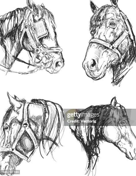 bildbanksillustrationer, clip art samt tecknat material och ikoner med horse sketch - mustang wild horse