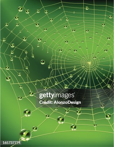 Spider web with water drops Spider web with water drops