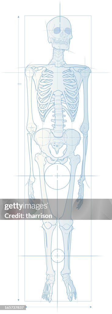 Skeleton Plan Format Skeleton Blueprint High-Res Vector Graphic - Getty Images