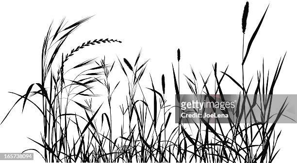 summer meadow - uncultivated stock illustrations