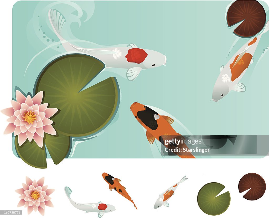 Koi fish in blue water with Lilly pads