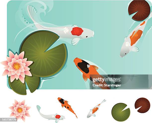 koi fish in blue water with lilly pads - fish pond stock illustrations