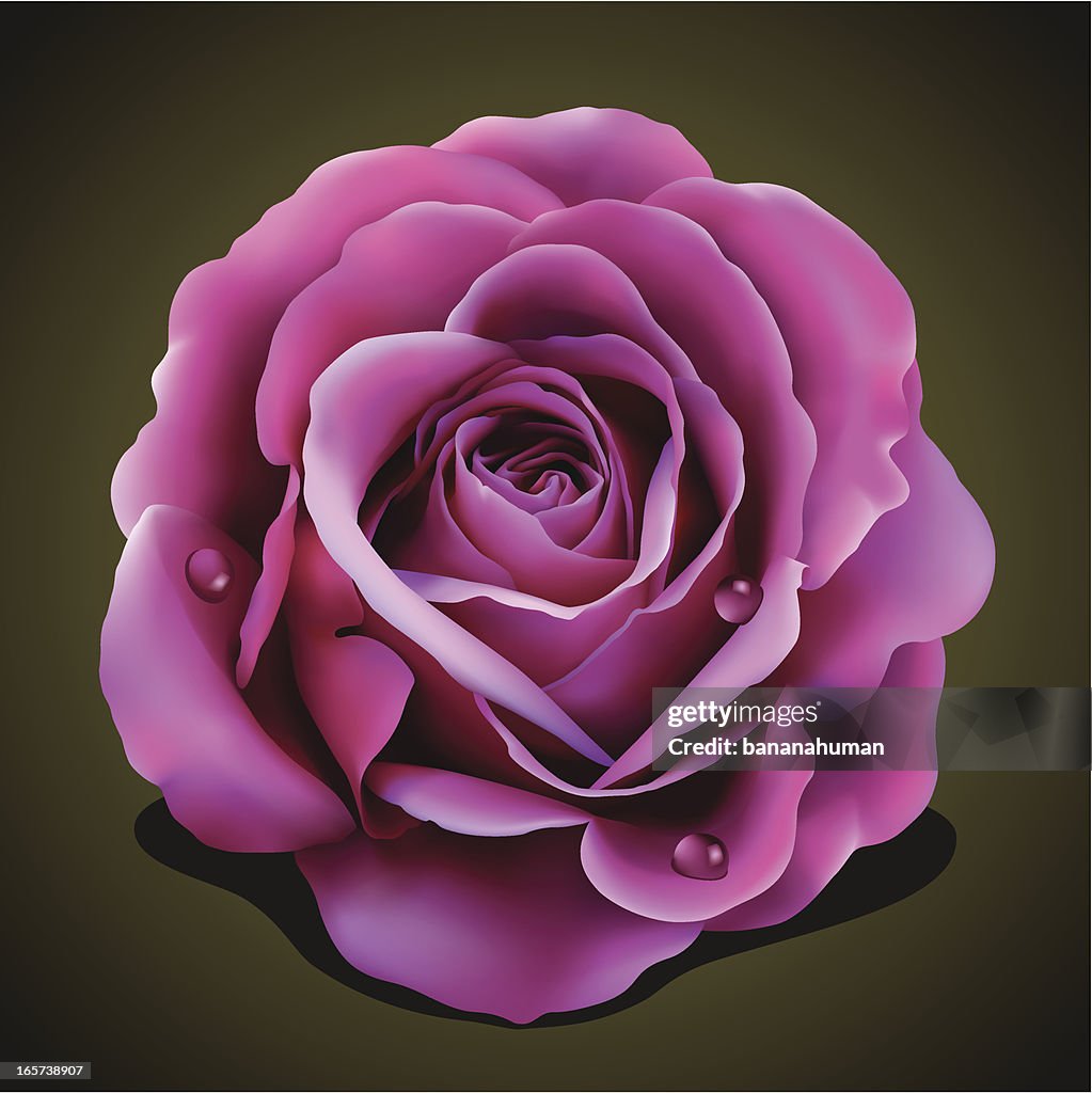 Rose High-Res Vector Graphic - Getty Images