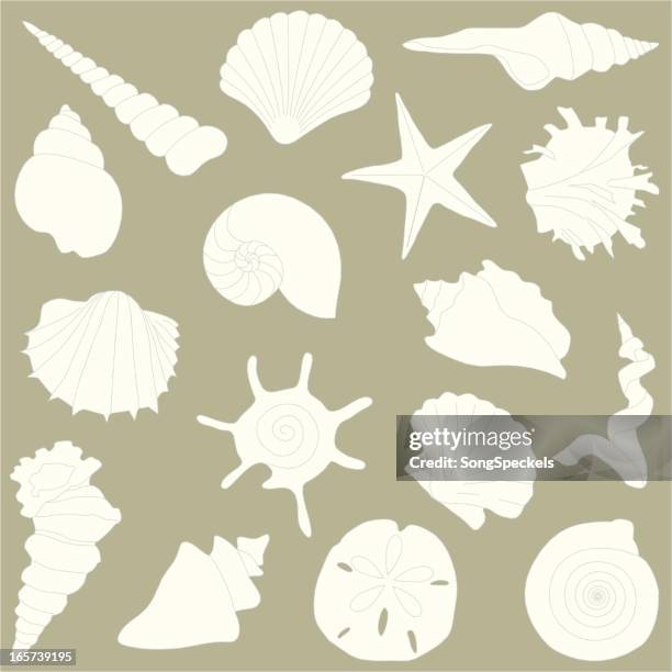 shells - conch shell stock illustrations
