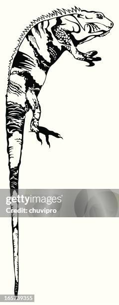 leguan bw - eigentlicher leguan stock-grafiken, -clipart, -cartoons und -symbole