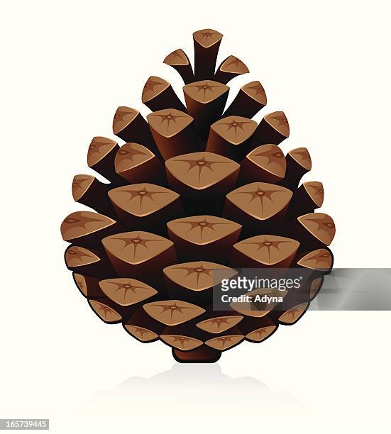 pine cone - koniferenzapfen stock-grafiken, -clipart, -cartoons und -symbole