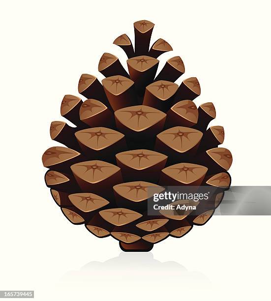 stockillustraties, clipart, cartoons en iconen met pine cone - kegelvrucht