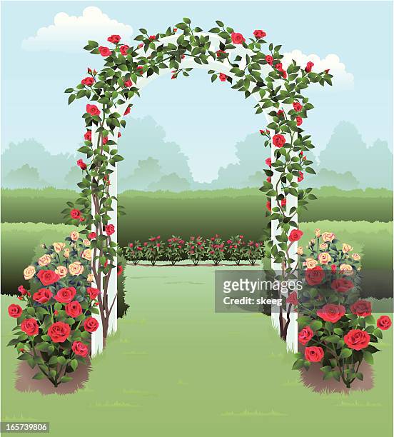 a stunning illustration of a rose garden - bush stock illustrations
