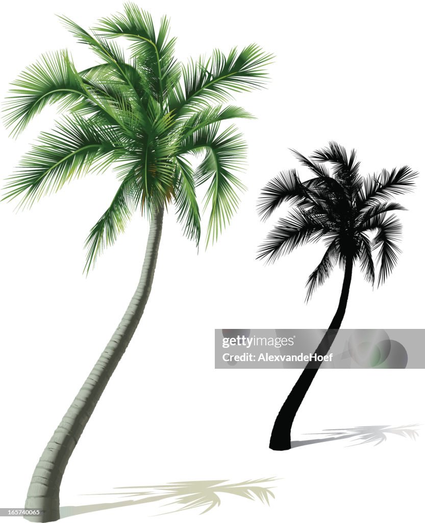 Palm Ree Vector Palm Tree Vector Free
