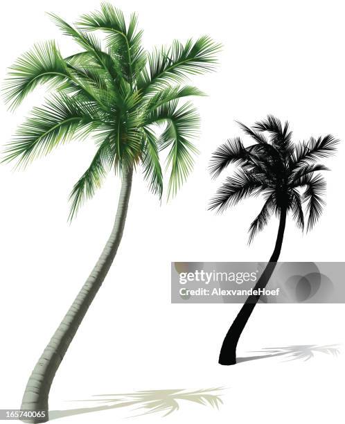 single palm tree - coconut-tree-clipart stock illustrations