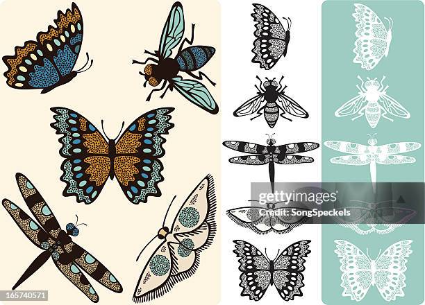 insect collection with butterfly, moth, dragonfly, and fly - dragonfly stock illustrations