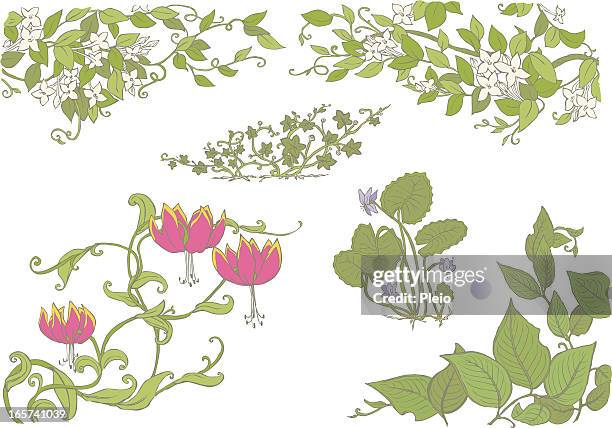 floral illustration of jasmine gloriosa violets leaves and vines - jasmine flower stock illustrations