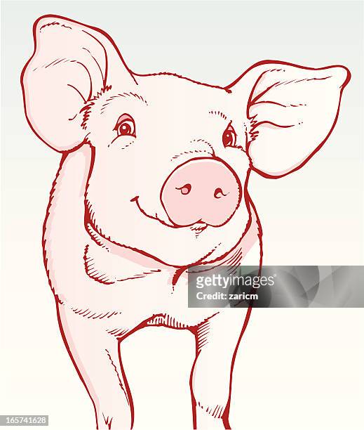 schwein - pig stock-grafiken, -clipart, -cartoons und -symbole