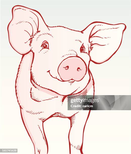 pig - pig stock illustrations