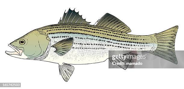 rockfish / stripped bass - chesapeake bay stock illustrations