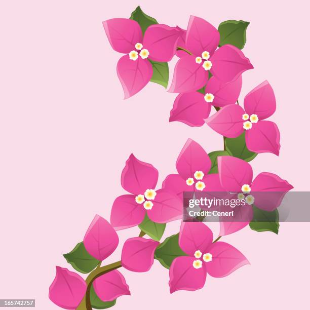illustrazioni stock, clip art, cartoni animati e icone di tendenza di viola fiori di buganvillea rami - buganville