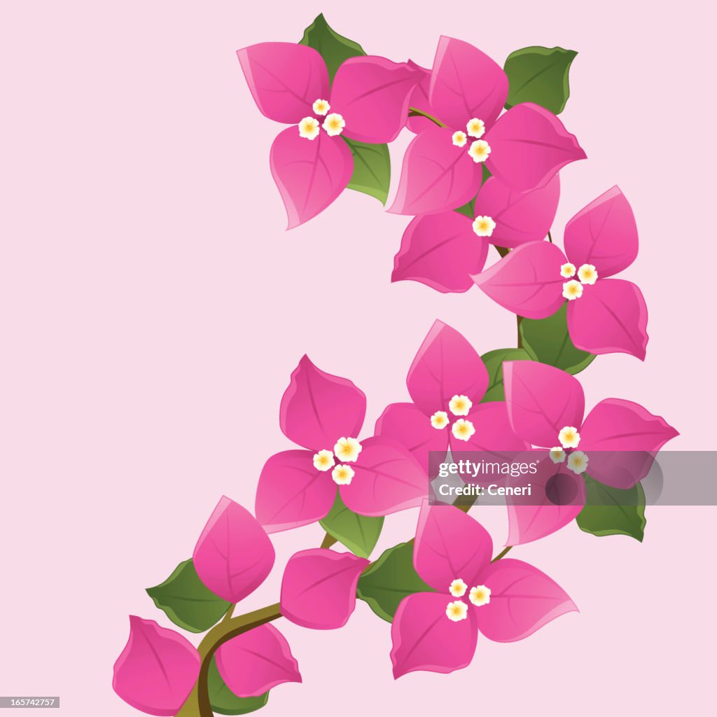Purple Bougainvillea Floral Branches