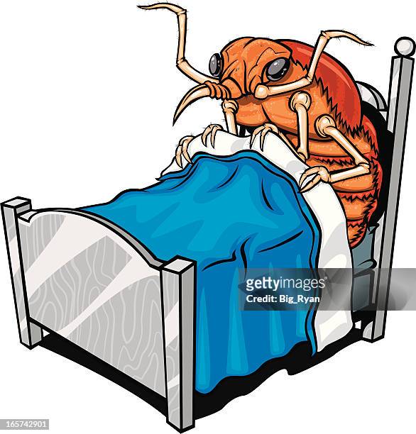 bett-käfer - bedbug stock-grafiken, -clipart, -cartoons und -symbole